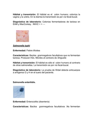 Hábitat y transmisión: El hábitat es el colon humano; coloniza la
vagina y la uretra. En la diarrea la transmisión es por vía fecal-bucal.

Diagnóstico de laboratorio: Colonias fermentadoras de lactosa en
EAM y MacConkey. IMViC + + - -




Salmonella typhi

Enfermedad: Fiebre tifoidea

Características: Bacilos gramnegativos facultativos que no fermentan
lactosa. Producen H2s. Móviles al contrario de Shiguella

Hábitat y transmisión: El hábitat es sólo el colon humano al contrario
de otras salmonellas. La transmisión es por vía fecal-bucal.

Diagnóstico de laboratorio: La prueba de Widal detecta anticuerpos
a antígenos O y H en el suero del paciente.



Salmonella enteritidis.




Enfermedad: Enterocolitis (disentería)

Características: Bacilos    gramnegativos facultativos .No fermentan
 