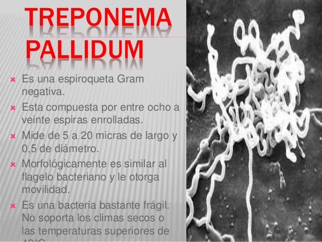 Treponema pallidum в рмп качественно