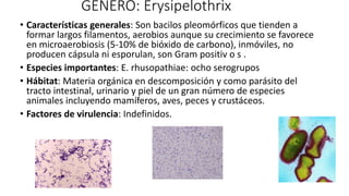 GÉNERO: Erysipelothrix
• Características generales: Son bacilos pleomórficos que tienden a
formar largos filamentos, aerobios aunque su crecimiento se favorece
en microaerobiosis (5-10% de bióxido de carbono), inmóviles, no
producen cápsula ni esporulan, son Gram positiv o s .
• Especies importantes: E. rhusopathiae: ocho serogrupos
• Hábitat: Materia orgánica en descomposición y como parásito del
tracto intestinal, urinario y piel de un gran número de especies
animales incluyendo mamíferos, aves, peces y crustáceos.
• Factores de virulencia: Indefinidos.
 