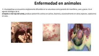 Enfermedad en animales:
E. rhusiopathiae se encuentra ampliamente difundido en la naturaleza como parásito de mamíferos, aves y peces. Es el
agente etiológico de la
erisipela o mal rojo del cerdo, produce poliartritis crónica en ovinos, bovinos y ocasionalmente en otras especies, septicemia
en aves.
 