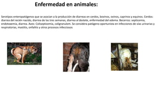Enfermedad en animales:
Serotipos enteropatógenos que se asocian a la producción de diarreas en cerdos, bovinos, ovinos, caprinos y equinos. Cerdos:
diarrea del recién nacido, diarrea de las tres semanas, diarrea al destete, enfermedad del edema. Becerros: septicemia,
endotoxemia, diarrea. Aves: Colisepticemia, coligranulom. Se considera patógeno oportunista en infecciones de vías urinarias y
respiratorias, mastitis, onfalitis y otros procesos infecciosos
 