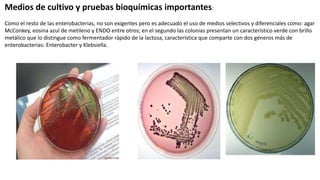Medios de cultivo y pruebas bioquímicas importantes:
Como el resto de las enterobacterias, no son exigentes pero es adecuado el uso de medios selectivos y diferenciales como: agar
McConkey, eosina azul de metileno y ENDO entre otros; en el segundo las colonias presentan un característico verde con brillo
metálico que lo distingue como fermentador rápido de la lactosa, característica que comparte con dos géneros más de
enterobacterias: Enterobacter y Klebsiella.
 