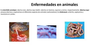 Enfermedades en animales:
S. enteritidis serotipos: abortus ovis, abortus equi dublin: abortos en bovinos, equinos y ovinos, respectivamente. Abortus equi
provoca diarreas y septicemias en diferentes especies de animales (salmonelosis). S. cholerasuis: enteritis, septicemia y
neumonía en cerdos.
 