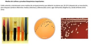 Medios de cultivos y pruebas bioquímicas importantes:
Caldo selenito y tetrationato como medios de enriquecimiento que deberán incubarse por 18-24 h después de su inoculación,
para después sembrar diferentes medios selectivos y diferenciales como: agar Salmonela-Shigella SS y verde brillante entre
otros
 