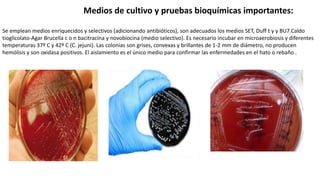 Medios de cultivo y pruebas bioquímicas importantes:
Se emplean medios enriquecidos y selectivos (adicionando antibióticos), son adecuados los medios SET, Duff t y y BU7.Caldo
tioglicolato-Agar Brucella c o n bacitracina y novobiocina (medio selectivo). Es necesario incubar en microaerobiosis y diferentes
temperaturas 37º C y 42º C (C. jejuni). Las colonias son grises, convexas y brillantes de 1-2 mm de diámetro, no producen
hemólisis y son oxidasa positivos. El aislamiento es el único medio para confirmar las enfermedades en el hato o rebaño .
 