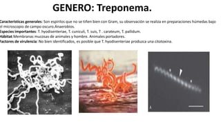 GENERO: Treponema.
Características generales: Son espirilos que no se tiñen bien con Gram, su observación se realiza en preparaciones húmedas bajo
el microscopio de campo oscuro.Anaerobios.
Especies importantes: T. hyodisenteriae, T. cuniculi, T. suis, T . carateum, T. pallidum.
Hábitat:Membranas mucosas de animales y hombre. Animales portadores.
Factores de virulencia: No bien identificados, es posible que T. hyodisenteriae produzca una citotoxina.
 