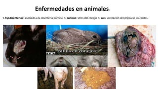 Enfermedades en animales:
T. hyodisenteriae: asociado a la disentería porcina. T. cuniculi: sífilis del conejo. T. suis: ulceración del prepucio en cerdos.
 