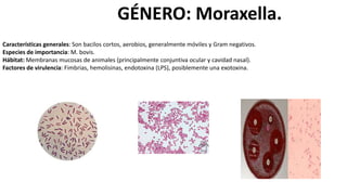 GÉNERO: Moraxella.
Características generales: Son bacilos cortos, aerobios, generalmente móviles y Gram negativos.
Especies de importancia: M. bovis.
Hábitat: Membranas mucosas de animales (principalmente conjuntiva ocular y cavidad nasal).
Factores de virulencia: Fimbrias, hemolisinas, endotoxina (LPS), posiblemente una exotoxina.
 