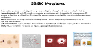 GÉNERO: Mycoplasma.
Características generales: Son microorganísmos que carecen de pared celular, pleomórficos, no móviles, facultativos.
Especies importantes: M. bovis, M. mycoides ss. mycoides, M. mycoides ss. capri, M. agalactiae, M. hyopneumoniae, M.
synoviae, M. hyorhinis, M.gallisepticum, M. meleagridis. Algunas especies son subdivididas en serotipos en base a antígenos
membranales.
Hábitat: Membranas, mucosas y epitelios de animales y hombre. La mayoría de los Mycoplasmas muestran una alta
especificacidad de huésped.
Factores de virulencia: Cápsula (en el caso de M. mycoides ss. mycoides, está constituida a base de galactano). Producción de
H2O2 y NH3, de hemolisinas y es posible que algunas especies produzcan exotoxinas.
 