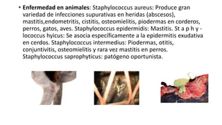 • Enfermedad en animales: Staphylococcus aureus: Produce gran
variedad de infecciones supurativas en heridas (abscesos),
mastitis,endometritis, cistitis, osteomielitis, piodermas en corderos,
perros, gatos, aves. Staphylococcus epidermidis: Mastitis. St a p h y -
lococcus hyicus: Se asocia específicamente a la epidermitis exudativa
en cerdos. Staphylococcus intermedius: Piodermas, otitis,
conjuntivitis, osteomielitis y rara vez mastitis en perros.
Staphylococcus saprophyticus: patógeno oportunista.
 