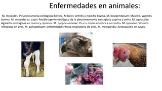 Enfermedades en animales:
M. mycoides: Pleuroneumonía contagiosa bovina. M bovis: Artritis y mastitis bovina. M. bovigenitalium: Mastitis, vaginitis
bovina. M. mycoides ss. capri: Posible agente etiológico de la pleuroneumonia contagiosa caprina y ovina. M. agalactiae:
Agalactia contagiosa en ovinos y caprinos. M. hyopneumoniae: Pn e u monía enzoótica en cerdos. M. synoviae: Sinusitis
infecciosa en aves. M. gallisepticum: Enfermedad crónica respiratoria de aves. M. meleagridis: Aerosaculitis en pavos.
 