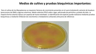 Medios de cultivo y pruebas bioquímicas importantes:
Para el cultivo de los Mycoplasmas se requieren factores de crecimiento presentes en el suero (colesterol), extracto de levadura
(precursores de DNA) y algunas vitaminas. Medio selectivo PPLO caldo o agar, adicionado de penicilina y acetato de talio. La
mayoría forma colonias típicas con aspecto de huevo estrellado. La identificación de especies puede realizarse mediante pruebas
bioquímicas o mediante inhibición de crecimiento o metabolismo utilizando antisueros de referencia
 