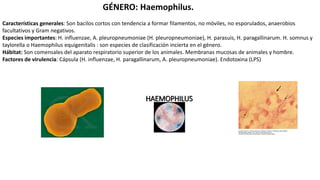 GÉNERO: Haemophilus.
Características generales: Son bacilos cortos con tendencia a formar filamentos, no móviles, no esporulados, anaerobios
facultativos y Gram negativos.
Especies importantes: H. influenzae, A. pleuropneumoniae (H. pleuropneumoniae), H. parasuis, H. paragallinarum. H. somnus y
taylorella o Haemophilus equigenitalis : son especies de clasificación incierta en el género.
Hábitat: Son comensales del aparato respiratorio superior de los animales. Membranas mucosas de animales y hombre.
Factores de virulencia: Cápsula (H. influenzae, H. paragallinarum, A. pleuropneumoniae). Endotoxina (LPS)
 