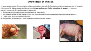Enfermedades en animales:
H. pleuropneumoniae: Pneumonía con alta mortalidad en ausencia de factores predisponentes en cerdos. H. parasuis:
Enfermedad de Glässer de cerdos (poliserositis). H. paragallinarum: Coriza contagiosa de las aves. H. somnus:
Afecta a los bovinos de tres formas principalmente:
1. Problemas de tipo neumónico acompañados de bacteremia.
2. Localización a nivel de SNC dando orígen a la meningoencefalitis tromboembólica y problemas articulares.
3. Infecciones del tracto genital (aborto).
H. equigenitalis: Endometritis y cervicitis en equinos transmisión venérea.
 