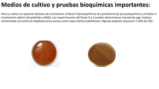 Medios de cultivo y pruebas bioquímicas importantes:
Para su cultivo se requieren factores de crecimiento: el factor X (protoporfirina IX o protohemina) y/o protoporfirina y el factor V
(nicotinamin adenin dinucleótido o NAD). Los requerimientos del factor X y V pueden determinarse inoculando agar triptosa
conteniendo una estría de Staphylococcus aureus como cepa nodriza (satelitismo). Algunas especies requieren 5-10% de CO2.
 