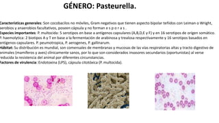 GÉNERO: Pasteurella.
Características generales: Son cocobacilos no móviles, Gram negativos que tienen aspecto bipolar teñidos con Leiman o Wright,
aerobios y anaerobios facultativos, poseen cápsula y no forman e s p o r a s .
Especies importantes: P. multocida: 5 serotipos en base a antígenos capsulares (A,B,D,E y F) y en 16 serotipos de orígen somático.
P. haemolytica: 2 biotipos A y T en base a la fermentación de arabinosa y trealosa respectivamente y 16 serotipos basados en
antígenos capsulares. P. peumotropica, P. aerogenes, P. gallinarum.
Hábitat: Su distribución es mundial, son comensales de membranas y mucosas de las vías respiratorias altas y tracto digestivo de
animales (mamíferos y aves) clínicamente sanos, por lo que son considerados invasores secundarios (oportunistas) al verse
reducida la resistencia del animal por diferentes circunstancias.
Factores de virulencia: Endotoxina (LPS), cápsula citotóxica (P. multocida).
 