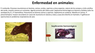 Enfermedad en animales:
P. multocida: Procesos neumónicos en bovinos, ovinos, cerdos, caprinos y otras especies, catarro de los conejos y rinitis atrófica
del cerdo, mastitis severas en rumiantes. Agente primario del cólera aviar. Septicemia hemorrágica en bovinos y búfalos (sólo los
serotipos B y E ). P. haemolítica: Pneumonía en bovinos ovinos y caprinos. Septicemia en corderos. Mastitis en ovinos. P.
pneumotropica: Invasor secundario en casos de neumonía en ratones y ratas y casos de enteritis en hamsters. P. gallinarum
oportunista en problemas respiratorios de aves
 