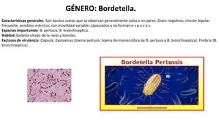 GÉNERO: Bordetella.
Características generales: Son bacilos cortos que se observan generalmente solos o en pares, Gram negativos, tinción bipolar
frecuente, aerobios estrictos, con movilidad variable, cápsulados y no forman e s p o r a s .
Especies importantes: B. pertusis, B. bronchiseptica.
Hábitat: Epitelio ciliado de la nariz y tonsilas.
Factores de virulencia: Cápsula. Exotoxinas (toxina pertusis; toxina dermonecrótica de B. pertusis y B. bronchiseptica). Fimbria (B.
bronchiseptica).
 