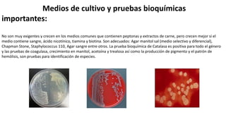 Medios de cultivo y pruebas bioquímicas
importantes:
No son muy exigentes y crecen en los medios comunes que contienen peptonas y extractos de carne, pero crecen mejor si el
medio contiene sangre, ácido nicotínico, tiamina y biotina. Son adecuados: Agar manitol sal (medio selectivo y diferencial),
Chapman Stone, Staphylococcus 110, Agar sangre entre otros. La prueba bioquímica de Catalasa es positiva para todo el género
y las pruebas de coagulasa, crecimiento en manitol, acetoína y trealosa así como la producción de pigmento y el patrón de
hemólisis, son pruebas para identificación de especies.
 