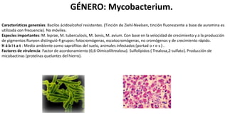 GÉNERO: Mycobacterium.
Características generales: Bacilos ácidoalcohol resistentes. (Tinción de Ziehl-Neelsen, tinción fluorescente a base de auramina es
utilizada con frecuencia). No móviles.
Especies importantes: M. leprae, M. tuberculosis, M. bovis, M. avium. Con base en la velocidad de crecimiento y a la producción
de pigmentos Runyon distinguió 4 grupos: fotocromógenas, escotocromógenas, no cromógenas y de crecimiento rápido.
H á b i t a t : Medio ambiente como saprófitos del suelo, animales infectados (portad o r e s ) .
Factores de virulencia: Factor de acordonamiento (6,6-Dimicoliltrealosa). Sulfolípidos ( Trealosa,2-sulfato). Producción de
micobactinas (proteínas quelantes del hierro).
 