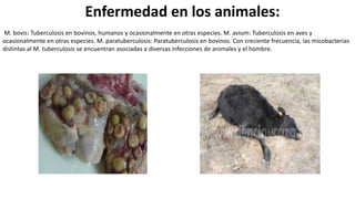 Enfermedad en los animales:
M. bovis: Tuberculosis en bovinos, humanos y ocasionalmente en otras especies. M. avium: Tuberculosis en aves y
ocasionalmente en otras especies. M. paratuberculosis: Paratuberculosis en bovinos. Con creciente frecuencia, las micobacterias
distintas al M. tuberculosis se encuentran asociadas a diversas infecciones de animales y el hombre.
 