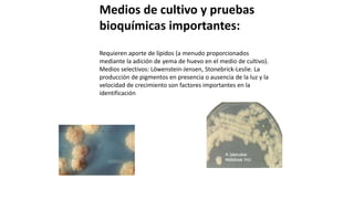 Medios de cultivo y pruebas
bioquímicas importantes:
Requieren aporte de lípidos (a menudo proporcionados
mediante la adición de yema de huevo en el medio de cultivo).
Medios selectivos: Löwenstein-Jensen, Stonebrick-Leslie. La
producción de pigmentos en presencia o ausencia de la luz y la
velocidad de crecimiento son factores importantes en la
identificación
 