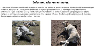 Enfermedades en animales:
C. botulinum: Botulismo en diferentes especies de animales y el hombre. C. tetani: Tétanos en diferentes especies animales y el
hombre. C. novyi tipo A: Cabeza grande en carneros. Gangrena gaseosa en ovinos. C. novyi tipo B: Hepatitis necrótica
(enfermedad negra) en ovinos. C. novyi tipo C: Hemoglobinuria bacilar en ovinos. C. septicum: Gangrena gaseosa (edema
maligno) en bovinos, ovinos, cerdos y ocasionalmente otras especies, infección del abomaso (braxy) en ovinos. C. chauvoei:
Gangrena gaseosa (pierna negra) en ovinos y bovinos.
 