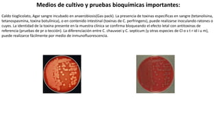 Medios de cultivo y pruebas bioquímicas importantes:
Caldo tioglicolato, Agar sangre incubado en anaerobiosis(Gas-pack). La presencia de toxinas específicas en sangre (tetanolisina,
tetanospasmina, toxina botulínica), o en contenido intestinal (toxinas de C. perfringens), puede realizarse inoculando ratones o
cuyes. La identidad de la toxina presente en la muestra clínica se confirma bloqueando el efecto letal con antitoxinas de
referencia (pruebas de pr o tección). La diferenciación entre C. chauvoei y C. septicum (y otras especies de Cl o s t r id i u m),
puede realizarce fácilmente por medio de inmunofluorescencia.
 