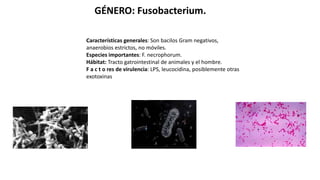 GÉNERO: Fusobacterium.
Características generales: Son bacilos Gram negativos,
anaerobios estrictos, no móviles.
Especies importantes: F. necrophorum.
Hábitat: Tracto gatrointestinal de animales y el hombre.
F a c t o res de virulencia: LPS, leucocidina, posiblemente otras
exotoxinas
 