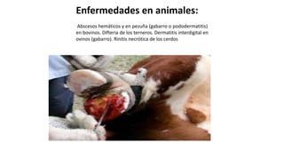 Enfermedades en animales:
Abscesos hemáticos y en pezuña (gabarro o pododermatitis)
en bovinos. Difteria de los terneros. Dermatitis interdigital en
ovinos (gabarro). Rinitis necrótica de los cerdos
 