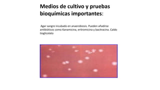 Medios de cultivo y pruebas
bioquímicas importantes:
Agar sangre incubado en anaerobiosis. Pueden añadirse
antibióticos como Kanamicina, eritromicina y bacitracina. Caldo
tioglicolato
 