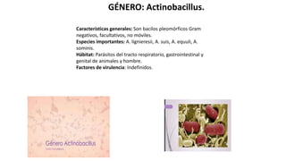 GÉNERO: Actinobacillus.
Características generales: Son bacilos pleomórficos Gram
negativos, facultativos, no móviles.
Especies importantes: A. lignieresii, A. suis, A. equuli, A.
sominis.
Hábitat: Parásitos del tracto respiratorio, gastrointestinal y
genital de animales y hombre.
Factores de virulencia: Indefinidos.
 