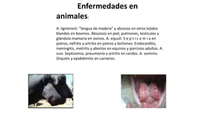 Enfermedades en
animales:
A. lignieresii: “lengua de madera” y abcesos en otros tejidos
blandos en bovinos. Abscesos en piel, pulmones, testículos y
glándula mamaria en ovinos. A. equuli: S e p t i c e m i a en
potros, nefritis y artritis en potros y lechones. Endocarditis,
meningitis, metritis y abortos en equinos y porcinos adultos. A .
suis: Septicemia, pneumonía y artritis en cerdos. A. sominis:
Orquitis y epididimitis en carneros.
 