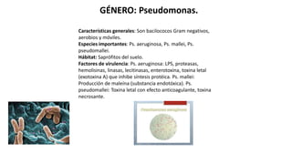 GÉNERO: Pseudomonas.
Características generales: Son bacilococos Gram negativos,
aerobios y móviles.
Especies importantes: Ps. aeruginosa, Ps. mallei, Ps.
pseudomallei.
Hábitat: Saprófitos del suelo.
Factores de virulencia: Ps. aeruginosa: LPS, proteasas,
hemolisinas, linasas, lecitinasas, enterotoxina, toxina letal
(exotoxina A) que inhibe síntesis protéica. Ps. mallei:
Producción de maleína (substancia endotóxica). Ps.
pseudomallei: Toxina letal con efecto anticoagulante, toxina
necrosante.
 