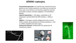 GÉNERO: Leptospira.
Características generales: Son espirilos que muestran forma de
gancho en uno o ambos extremos, no se tiñen con la tinción de
Gram, pero sí con Giemsa o con tinciones argénticas como las
de Levaditi y Fontana. Aerobios obligados o microaerofílicos.
Móviles.
Especies importantes: L. interrogans, subdividida en 20
serogrupos y aproximadamente 200 serotipos. L. biflexa, L.
illini.
Hábitat: L. interrogans: parásito obligado del tracto urinario
(riñón y túbulos contorneados) de animales portadores. L. illini
y L. biflexa: Saprófitos del suelo y agua.
Factores de virulencia: Posiblemente LPS, producción de
hemolisinas y lipasas
 