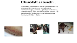 Enfermedades en animales:
L. interrogans: Leptospirosis en diversas especies animales. Los
serogrupos más frecuentemente reportados son: L.
icterohaemorrhagica, L. canicola, L. gripothyphosa. L. tarasovi,
L. hebdomadis. Los signos clínicos más comunes asociados a las
leptospirosis son: conjuntivitis, anemia, hepatitis, ictericia,
hematuria, infertilidad y abortos.
 