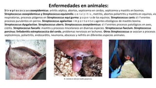 Enfermedades en animales:
S t r e p t o c o c c u s zooepidemicus: artritis séptica, abortos, septicemia en cerdos, septicemia y mastitis en bovinos.
Streptococcus zooepidemicus y Streptococcus equisimilis: c e r v i c i t i s , metritis, abortos poliartritis y mastitis en equinos, vía
respiratorias, procesos piógenos en Streptococcus equi gurma: p a p e r a de los equinos. Streptococcus canis: d i f erentes
procesos purulentos en perros. Streptococcus agalactiae: i m p o r t a n t e s agentes etiológicos de mastitis bovina.
Streptococcus dysgalactiae. Streptococcus uberis. Streptococcus zooepidemicus: d i f erentes procesos patológicos en aves,
cistitis. Streptococcus faecalis: mastitis y procesos miscelaneos en diversas especies. Streptococcus faecium. Streptococcus
porcinus: linfadenitis estreptococcica del cerdo, problemas nerviosos en lechones. Otros Streptoccoccus se asocian a procesos
septicémicos, poliartritis, endocarditis, neumonía, abscesos y nefritis en diferentes especies animales.
 