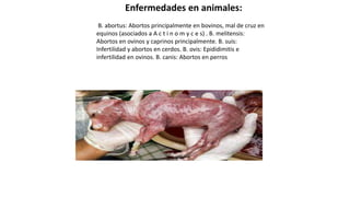 Enfermedades en animales:
B. abortus: Abortos principalmente en bovinos, mal de cruz en
equinos (asociados a A c t i n o m y c e s) . B. melitensis:
Abortos en ovinos y caprinos principalmente. B. suis:
Infertilidad y abortos en cerdos. B. ovis: Epididimitis e
infertilidad en ovinos. B. canis: Abortos en perros
 