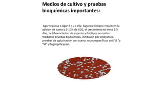 Medios de cultivo y pruebas
bioquímicas importantes:
Agar triptosa o Agar B r u c ella. Algunos biotipos requieren la
adición de suero y 5-10% de CO2, el crecimiento es lento 2-5
días, la diferenciación de especies y biotipos se realiza
mediante pruebas bioquímicas, inhibición por colorantes,
pruebas de aglutinación con sueros monoespecíficos anti “A “y
“M” y fagotipificación.
 