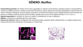 GÉNERO: Bacillus.
Características generales: Son bacilos rectos solos o agrupados en cadenas, Gram positivos, aerobios estrictos o microaerofílicos,
móviles por flagelos peritricos, aerobios o anaerobios facultativos, poseen cápsula de naturaleza polipeptídica o polisacárida o de
ambas. Producen endosporas, la forma elíptica, la posición y el tamaño de la espora son de utilidad taxonómica (la formación de
esporas es inhibida cuando la presión parcial de CO2 es elevada como ocurre en los tejidos animales i n f e c t a d o s ) .
Especies importantes: B. anthracis, B. cereus, B. subtilis, B. licheniformis, B. alvei, B. piliformis.
Hábitat: La mayoría son saprófitos del aire, suelo y agua.
Factores de virulencia: Cápsula antifagocítica de naturaleza protéica, exotoxina (factor adematizante), un antígeno protéico que
induce la formación de anticuerpos neutralizados y un factor letal.
 