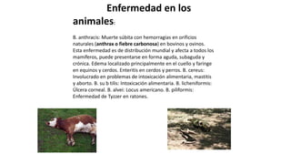 Enfermedad en los
animales:
B. anthracis: Muerte súbita con hemorragias en orificios
naturales (anthrax o fiebre carbonosa) en bovinos y ovinos.
Esta enfermedad es de distribución mundial y afecta a todos los
mamíferos, puede presentarse en forma aguda, subaguda y
crónica. Edema localizado principalmente en el cuello y faringe
en equinos y cerdos. Enteritis en cerdos y perros. B. cereus:
Involucrado en problemas de intoxicación alimentaria, mastitis
y aborto. B. su b tilis: Intoxicación alimentaria. B. licheniformis:
Úlcera corneal. B. alvei: Locus americano. B. piliformis:
Enfermedad de Tyzzer en ratones.
 