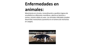 Enfermedades en
animales:
Movimiento en círculos, incoordinación y parálisis (signos de
encefalitis) en diferentes mamíferos, aborto en bovinos y
ovinos, muerte súbita en aves. Los animales infectados pueden
desarrollar monocitosis (aumento en el número de monocitos
en sangre).
 