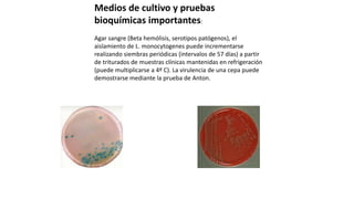 Medios de cultivo y pruebas
bioquímicas importantes:
Agar sangre (Beta hemólisis, serotipos patógenos), el
aislamiento de L. monocytogenes puede incrementarse
realizando siembras periódicas (intervalos de 57 días) a partir
de triturados de muestras clínicas mantenidas en refrigeración
(puede multiplicarse a 4º C). La virulencia de una cepa puede
demostrarse mediante la prueba de Anton.
 