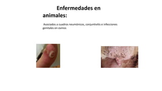 Enfermedades en
animales:
Asociados a cuadros neumónicos, conjuntivitis e infecciones
genitales en ovinos
 