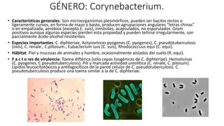GÉNERO: Corynebacterium.
• Características generales: Son microorganísmos pleomórficos, pueden ser bacilos rectos o
ligeramente curvos, en forma de mazo o basto, producen agrupaciones angulares “letras chinas”
o en empalizada, aerobios (excepto E. suis), inmóviles, acapsulados, no esporulados. Gram
positivos aunque algunas especies pierden esta propiedad y pueden teñirse irregularmente, son
parcialmente ácido-alcohol resistentes.
• Especies importantes: C. diphteriae, Actynomices pyogenes (C. pyogenes), C. pseudotuberculosis
(ovis), C. renale., C.pillosum., Eubacterium suis (C. suis), Rhodococcuus equi (C. equi).
• Hábitat: Piel y mucosas de animales y hombre, ocasionalmente aislados del suelo (R. equi).
• F a c t o res de virulencia: Toxina diftérica (sólo cepas lisogénicas de C. diphteriae). Hemolisinas
(C. pyogenes, C.pseudotuberculosis). Pili y marcada actividad ureolítica (C. renale, C. pilosum).
Lípidos leucocitotóxicos y antifagocíticos de la pared celular de C. pseudotuberculosis. C.
pseudotuberculosis produce una toxina similar a la de C. diphteriae.
 
