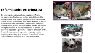 Enfermedades en animales:
En general procesos supurativos. A. pyogenes: Neumo
nía supurativa, infecciones en heridas, poliartritis, mastitis
supurativa, abortos y onfalitis principalmente en rumiantes y
cerdos. Sinusitis en equinos y abscesos en la cabeza en aves. C.
pseudotuberculosis: En ovinos y caprinos causa linfadenitis
caseosa, artritis, bursitis y ocasionalmente abortos. En equinos
linfangitis ulcerativa. C. renale: Pielonefritis en bovinos (en
ocasiones asociado a C. pillosum) y abscesos renales en cerdos.
R. equi: Bronconeumonía supurativa en potros, metritis y
abortos en yeguas, así como abscesos de ganglios linfáticos
(submaxilares en cerdos) en otras especies animales
 