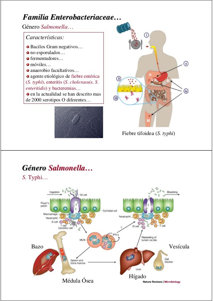 Bacteriologia Medica Bacteriologia Medica