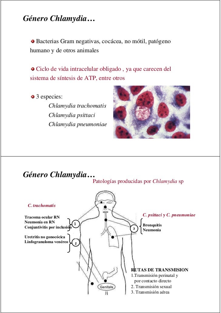 cadena epidemiologica treponema pallidum eritromicina en clamidia farmacia cadena epidemiologica treponema pallidum eritromicina en clamidia farmacia