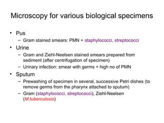 Microscopy for various biological specimens 
• Pus 
– Gram stained smears: PMN + staphylococci, streptococci 
• Urine 
– Gram and Ziehl-Neelsen stained smears prepared from 
sediment (after centrifugation of specimen) 
– Urinary infection: smear with germs + high no of PMN 
• Sputum 
– Prewashing of specimen in several, successive Petri dishes (to 
remove germs from the pharynx attached to sputum) 
– Gram (staphylococci, streptococci), Ziehl-Neelsen 
(M.tuberculosis) 
 
