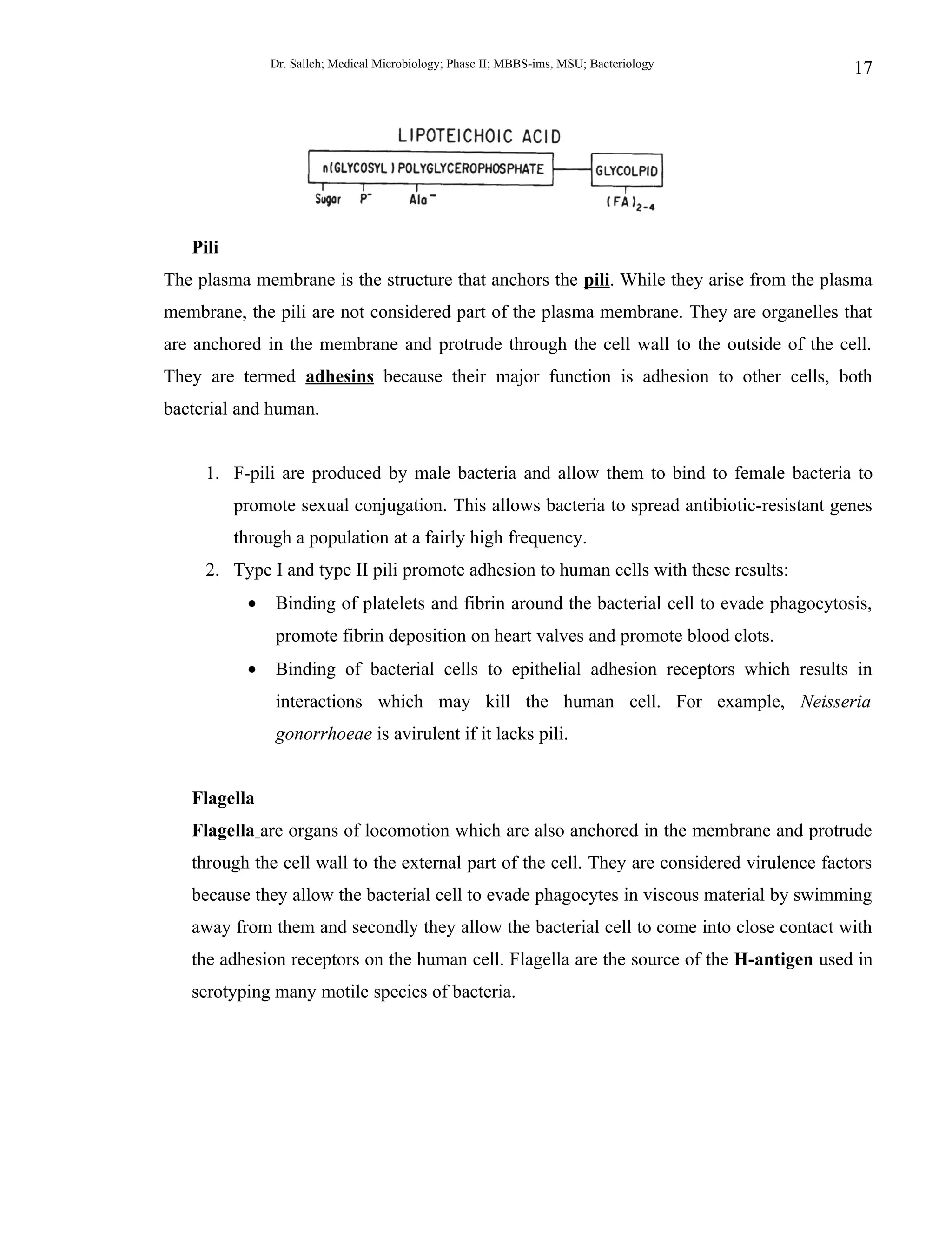 Dr. Salleh; Medical Microbiology; Phase II; MBBS-ims, MSU; Bacteriology       17




   Pili
The plasma membrane is the structure that anchors the pili. While they arise from the plasma
membrane, the pili are not considered part of the plasma membrane. They are organelles that
are anchored in the membrane and protrude through the cell wall to the outside of the cell.
They are termed adhesins because their major function is adhesion to other cells, both
bacterial and human.


     1. F-pili are produced by male bacteria and allow them to bind to female bacteria to
          promote sexual conjugation. This allows bacteria to spread antibiotic-resistant genes
          through a population at a fairly high frequency.
     2. Type I and type II pili promote adhesion to human cells with these results:
           •   Binding of platelets and fibrin around the bacterial cell to evade phagocytosis,
               promote fibrin deposition on heart valves and promote blood clots.
           •   Binding of bacterial cells to epithelial adhesion receptors which results in
               interactions which may kill the human cell. For example, Neisseria
               gonorrhoeae is avirulent if it lacks pili.


   Flagella
   Flagella are organs of locomotion which are also anchored in the membrane and protrude
   through the cell wall to the external part of the cell. They are considered virulence factors
   because they allow the bacterial cell to evade phagocytes in viscous material by swimming
   away from them and secondly they allow the bacterial cell to come into close contact with
   the adhesion receptors on the human cell. Flagella are the source of the H-antigen used in
   serotyping many motile species of bacteria.
 